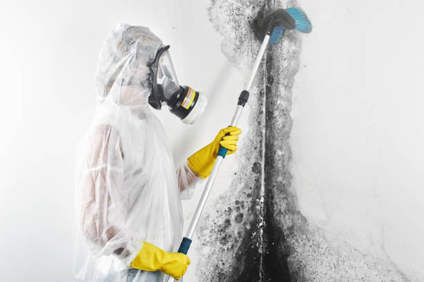 Environmental Consulting for Mold Prevention in Linden, TN
